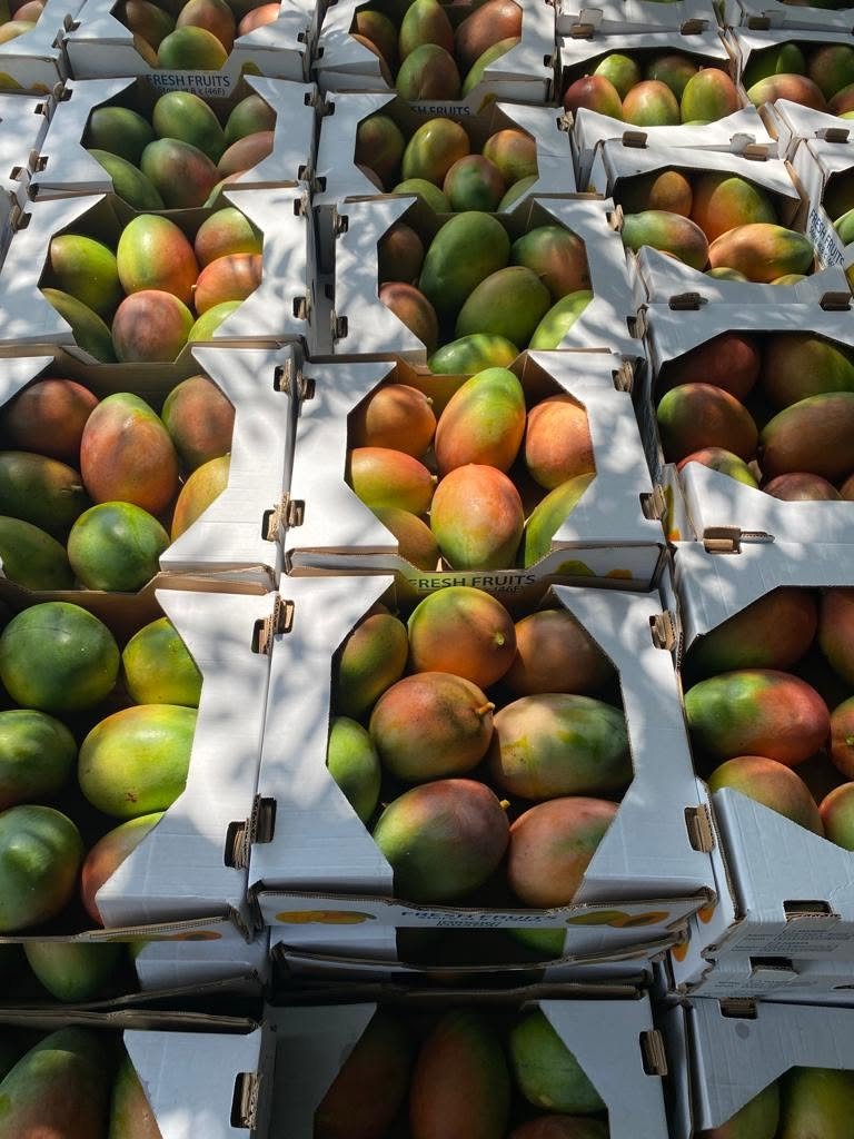 Fresh Keitt Mangoes