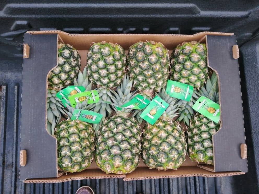 Fresh Pineapple